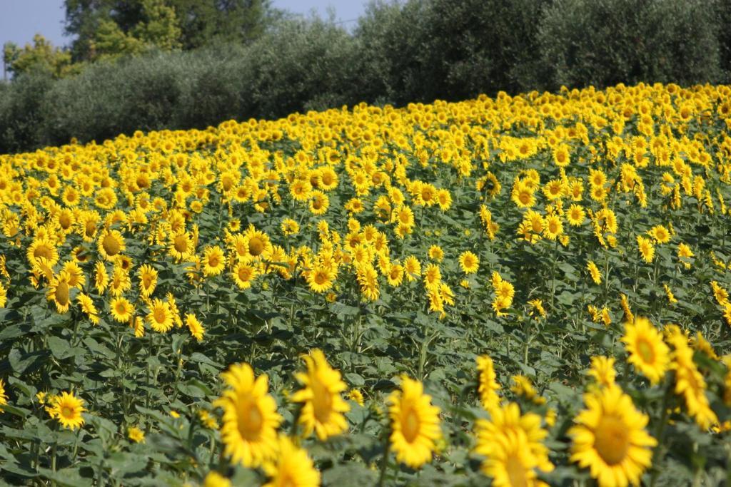 Agriturismi Farina Castiglione del Lago Luaran gambar